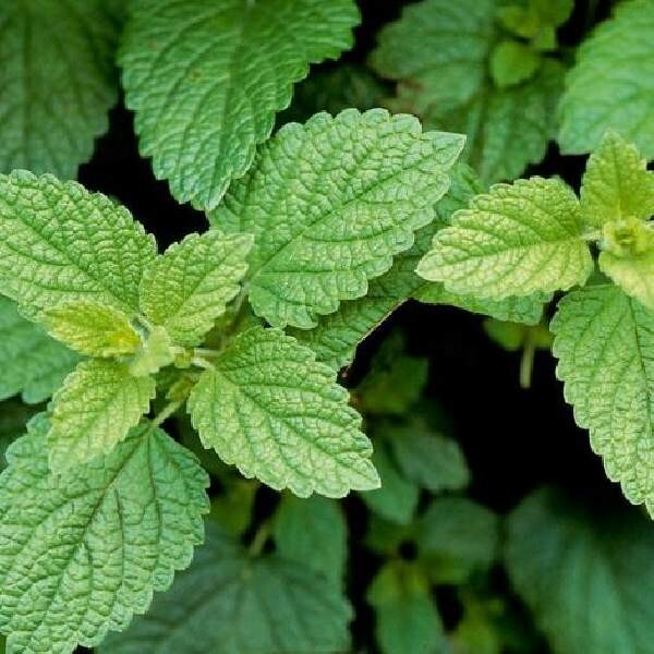 Live Herb Plants, Well-rooted Plugs Well-rooted Starter Plants For SALE