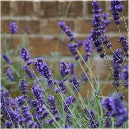 Hidcote Lavender Seeds For Planting (Lavandula angustifolia)