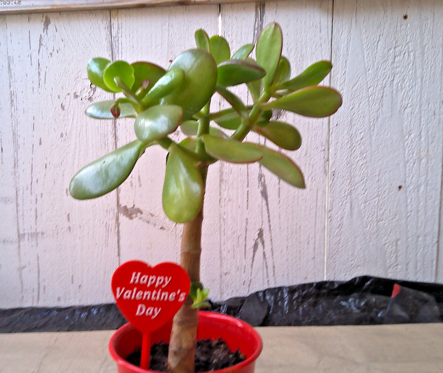 Crassula Ovata JADE 8″ Live Rooted Money Friendship Plant in a Planter w/ pick