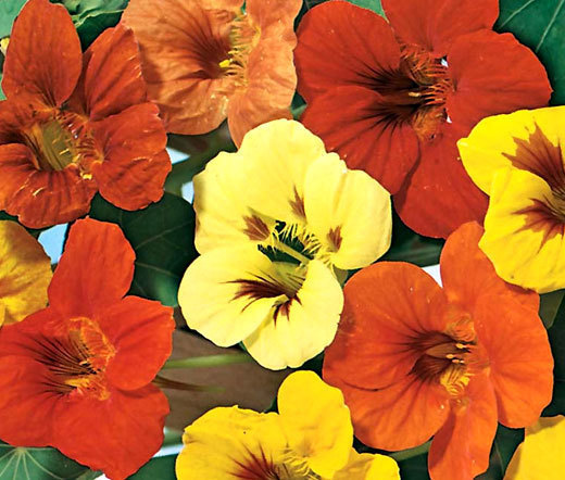 NASTURTIUM JEWEL MIX Tropaeolum Majus – 300 Bulk Seeds