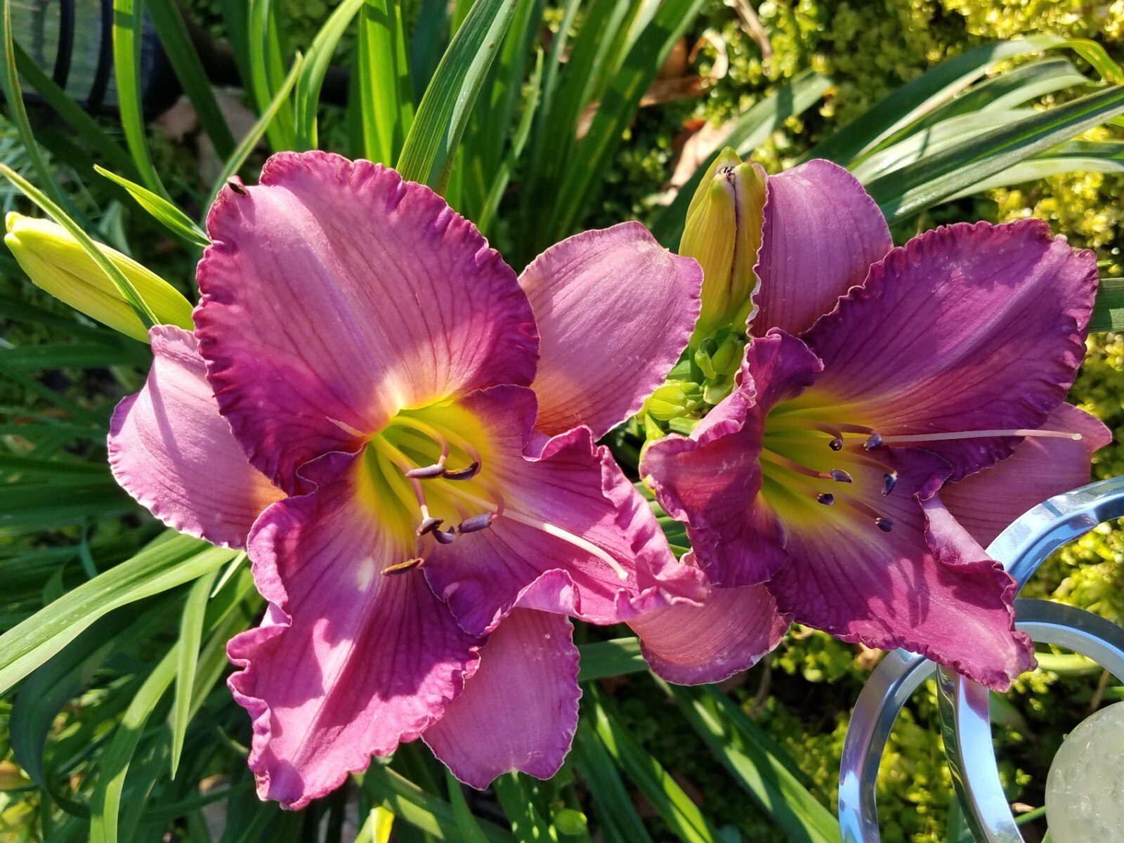 STOLEN TREASURE Daylily – Hemerocallis Hybrid – 2 Plants
