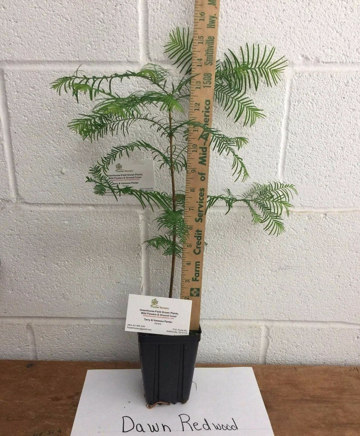 Dawn Redwood Tree – Live Plant – 8-12″ Tall Seedling – Quart Pot – Ships Potted