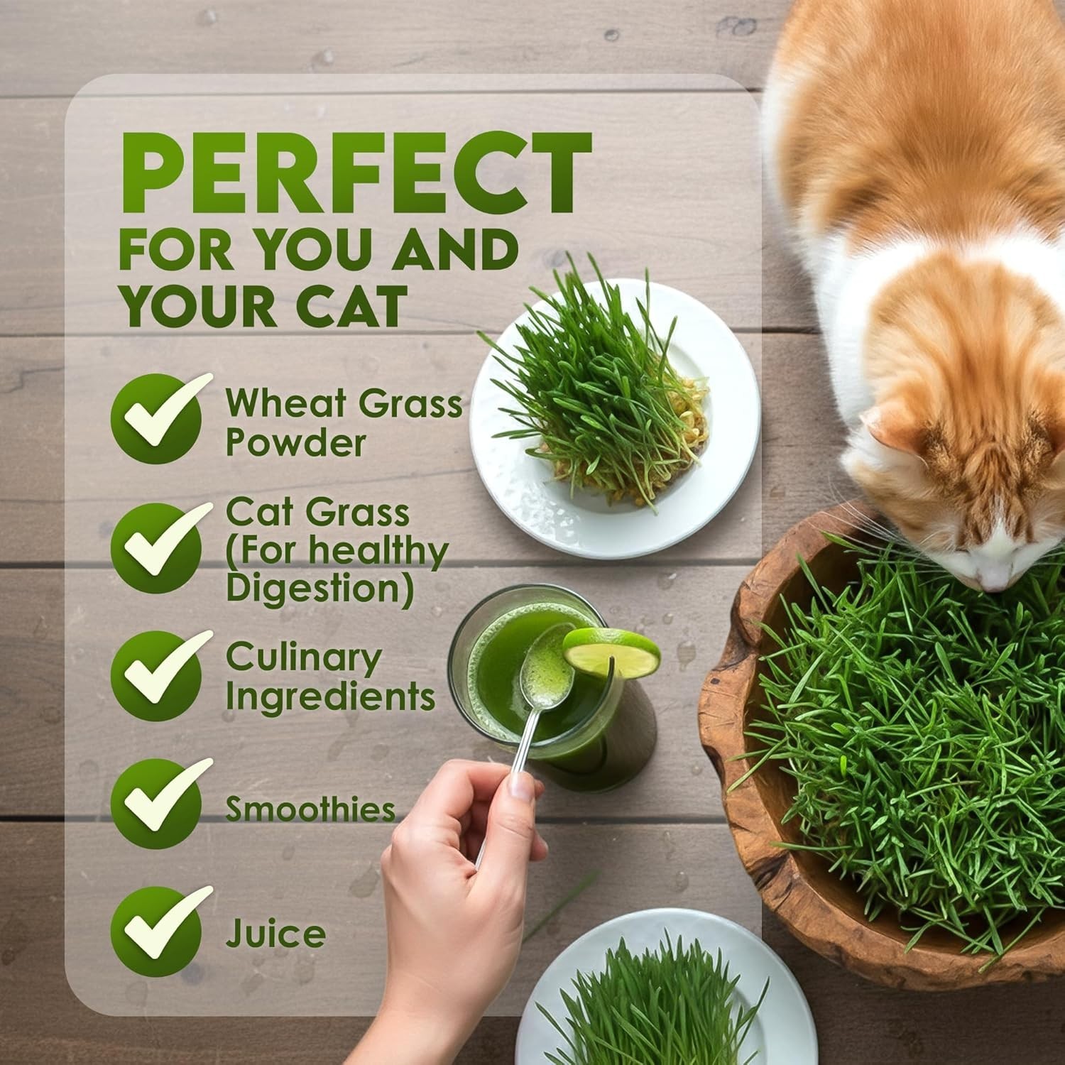 Organic Wheat Grass Seeds – Non-GMO, Cat Grass Treats Sprouting Seeds – Resea…