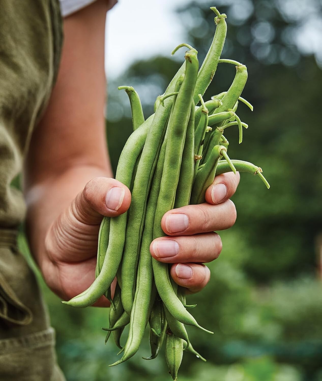 Blue Lake 274 Organic Heirloom Bush Bean Seeds – 8 Oz for Delicious Yields