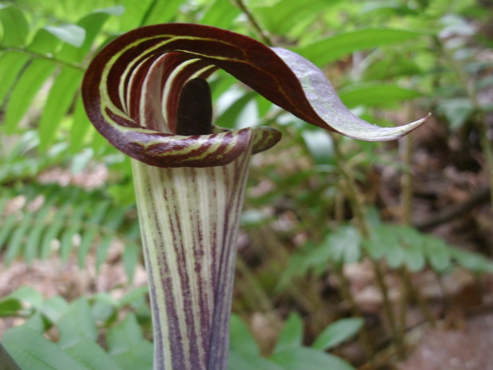 20 Jack-In-The-Pulpit bulbs (Arisaema triphyllum)