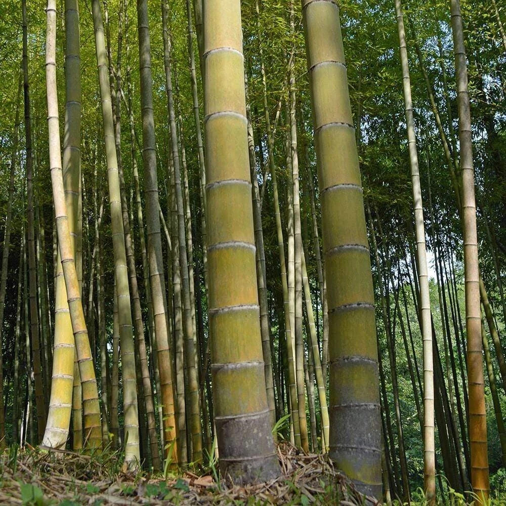 60+ MOSO KING Bamboo Seeds. Giant Phyllostachys edulis. USA Seller Fast Shipping