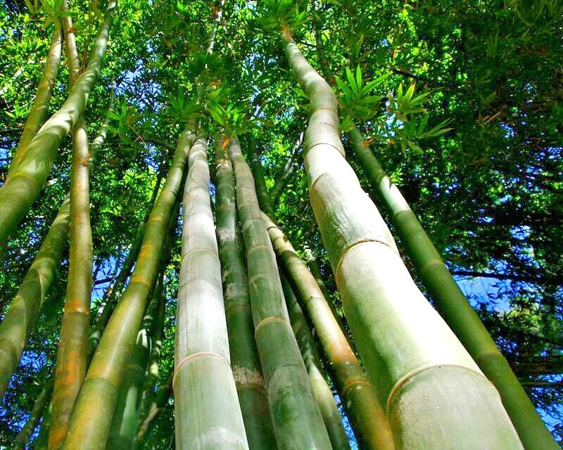 10 OLDHAMS GIANT TIMBER BAMBOO SEEDS – Bambusa Oldamii