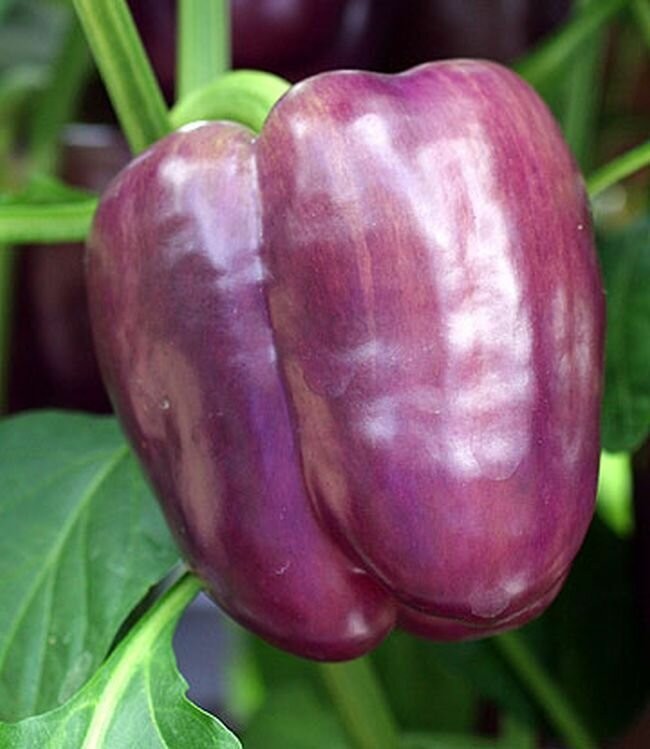 75 Heirloom Lilac Bell Pepper Seeds – Large Purple to Lilac Sweet Bell Pepper