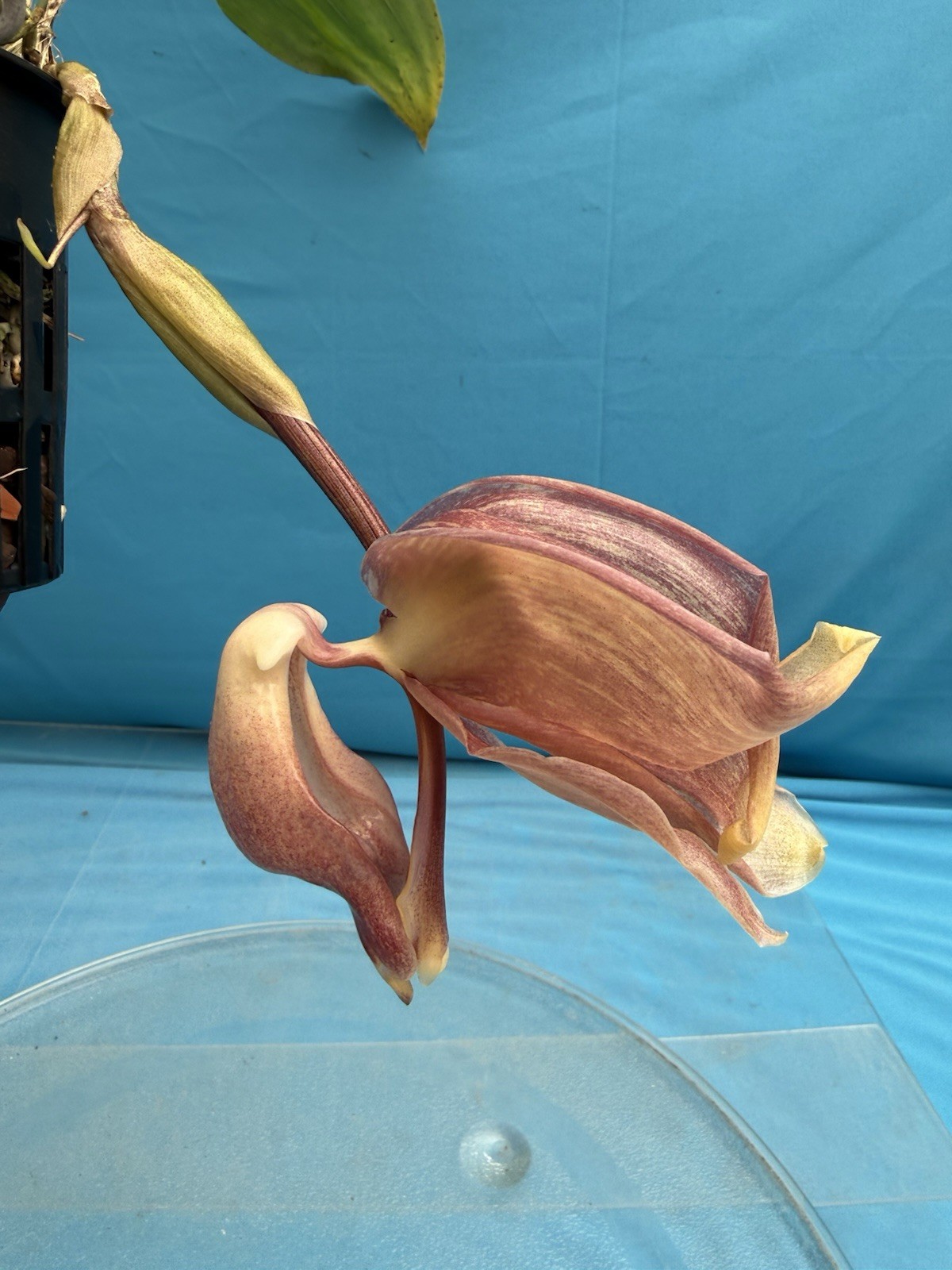 Coryhopea Ecuagenera (Cory. leucocorys X Stan. reichenbachiana) 4” Pot 2 SPIKES