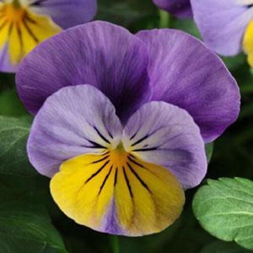 50 Viola Seeds Sorbet XP Yellow Frost