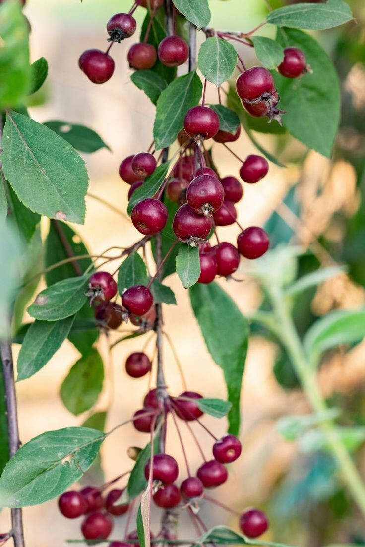 Red Chokeberry Tree 4′ in Pot 10-18 Height