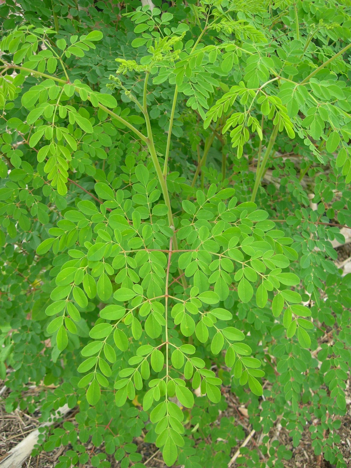 20 Florida FRESH Moringa Oleifera Tree Seeds for Planting Organic Fast Growing