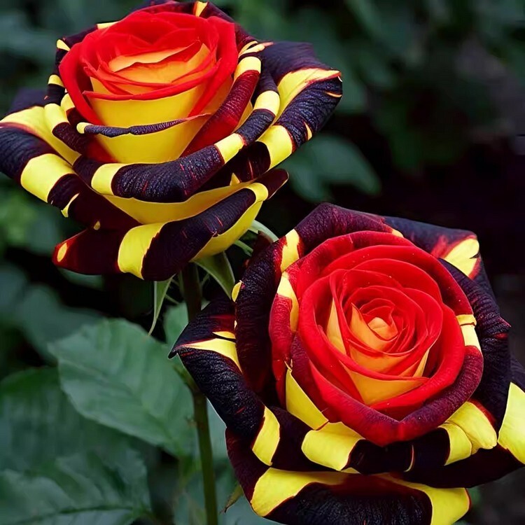 20pcs Rare Rose ‘Firebird’ Seeds Non-GMO Heirloom Variety