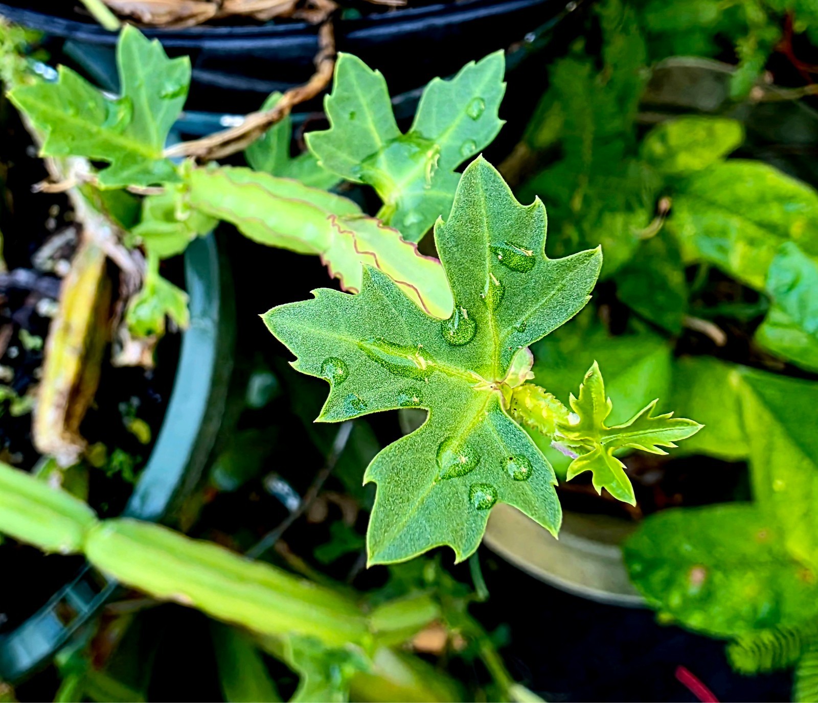 10 Pieces Hadjod live plant Cissus Quadrangularis Vine Veldt Grape Medicinal