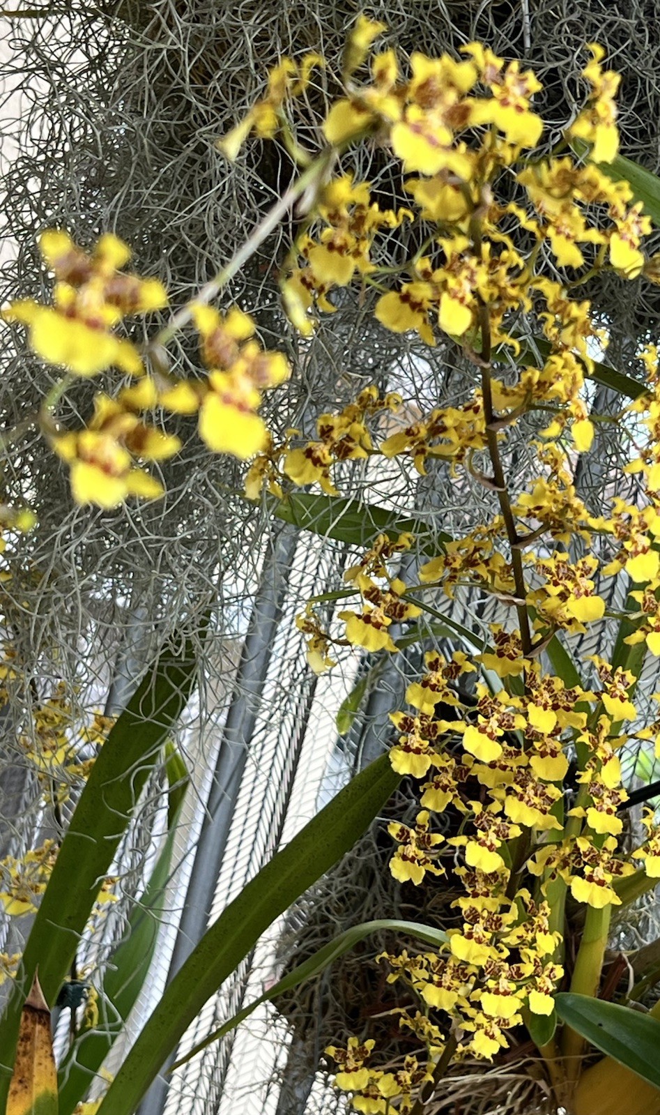 ONCIDIUM Orchids, Yellow, Dancing Lady , DIVISION, Large SPECIES