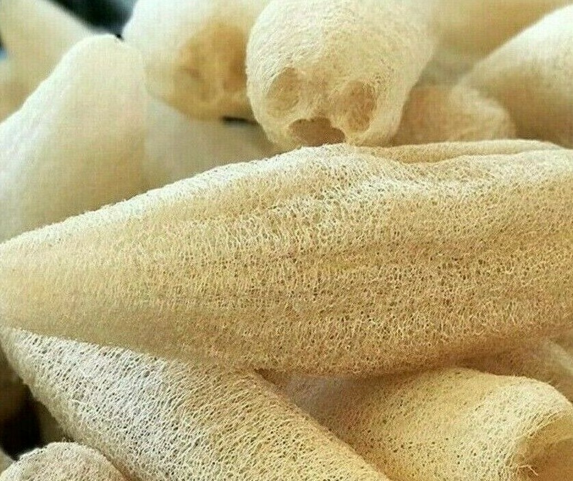 LUFFA GOURD SEEDS 10+ LOOFAH SPONGE GOURD garden DISHCLOTH gourd FREE SHIPPING