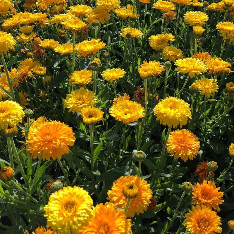 Mix Pot Marigold Seeds (Calendula Officinalis) for Planting, 990+Pcs Rare Marigo