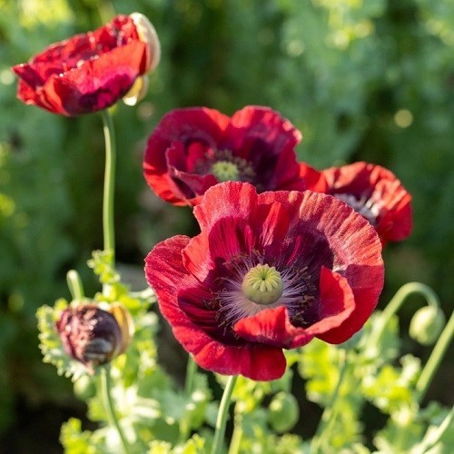 English Maroon Poppy Seeds XL Dark Red Flowers Stratified Genuine P Somniferum