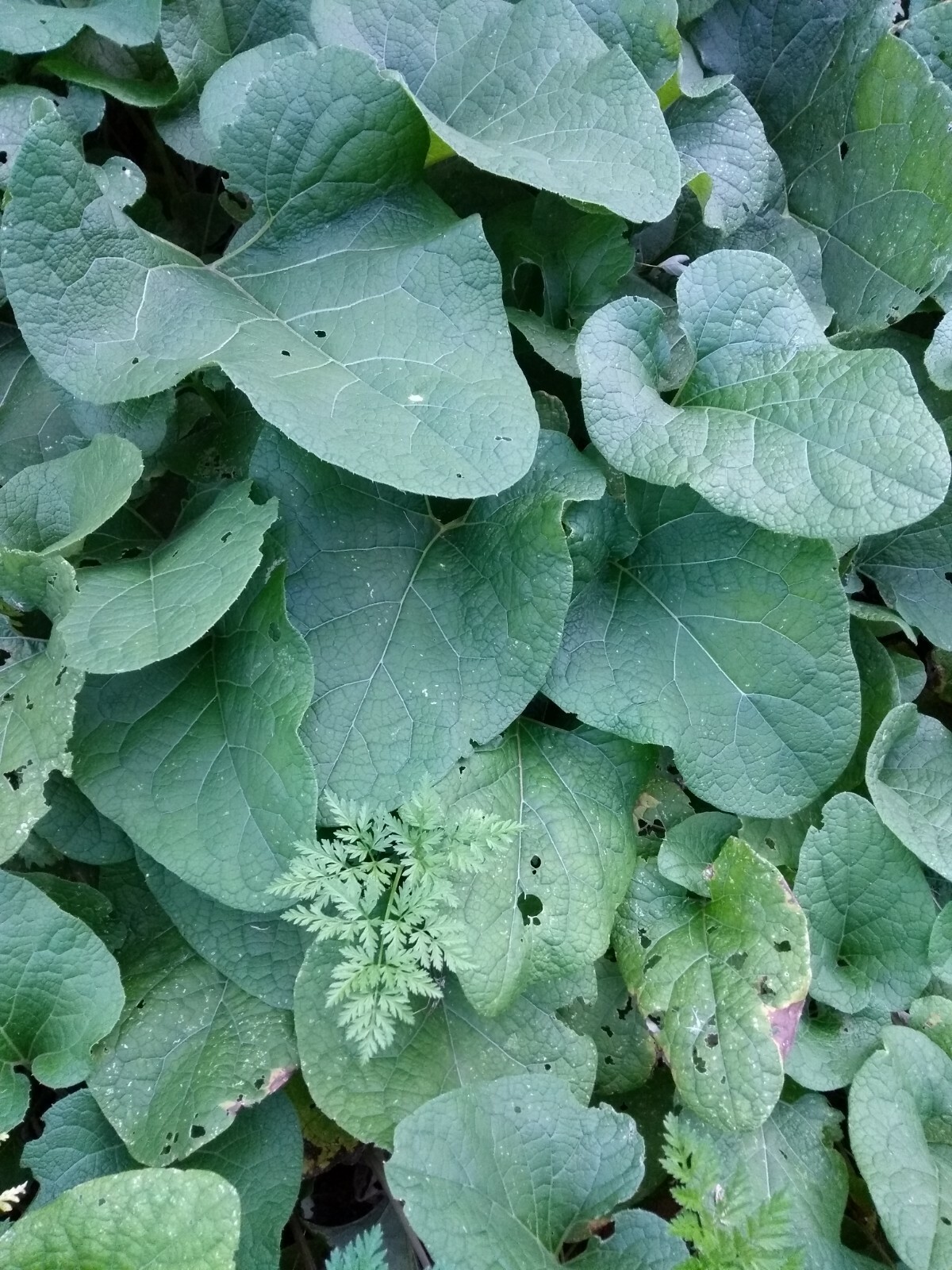 25 Large Burdock Arctium Lappa Plant Seeds Vegetable Japanese Garden