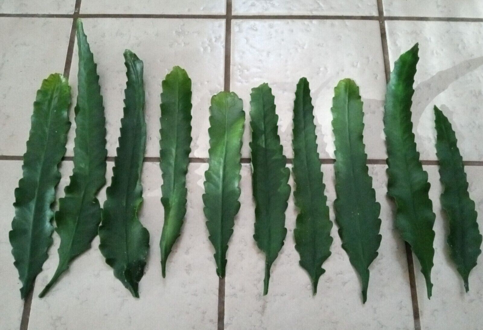 Rare Orchid Cactus Red German Empress Epiphyllum Fresh Cutting Live Plant 6″+