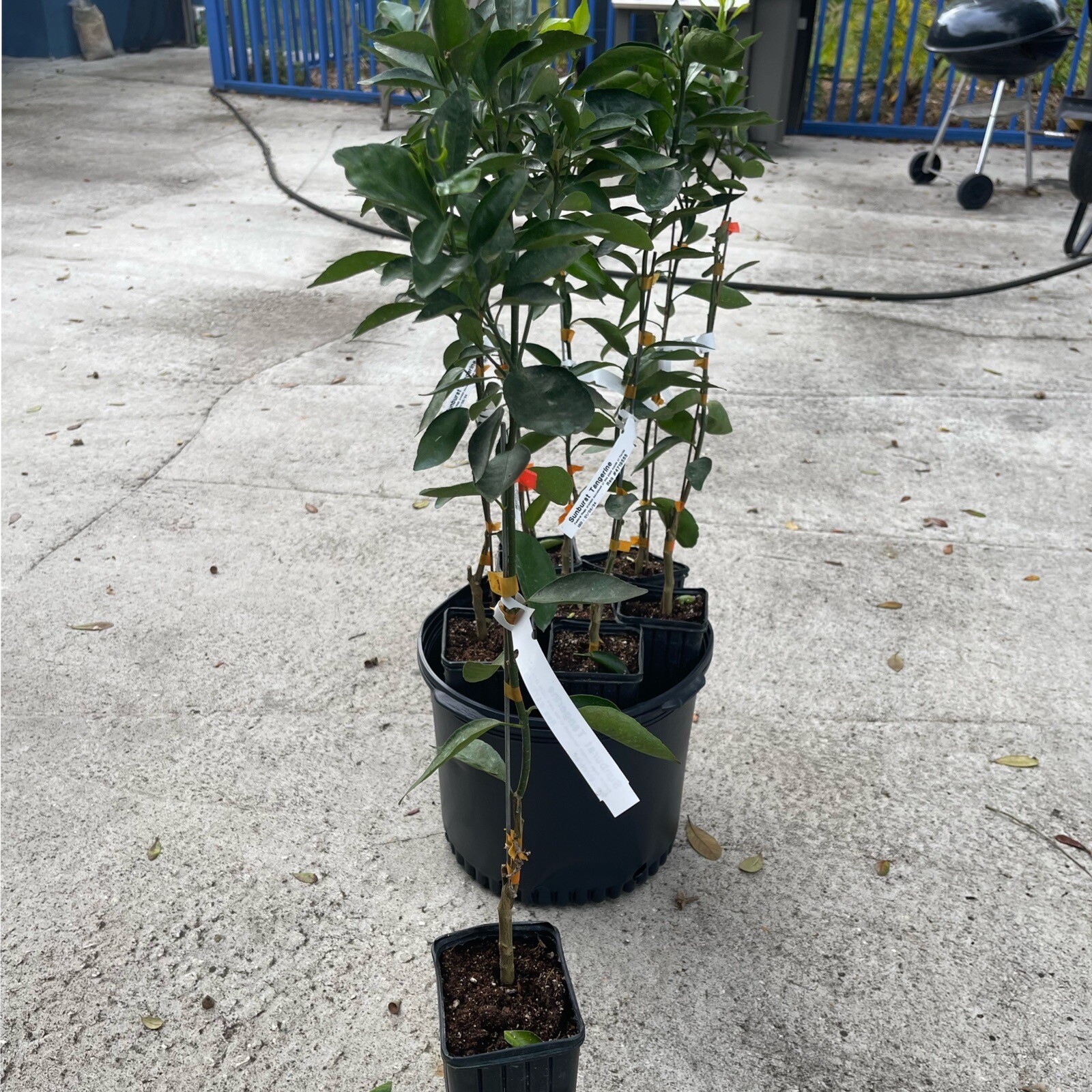 Sunburst Tangerine 3ft grafted tree .