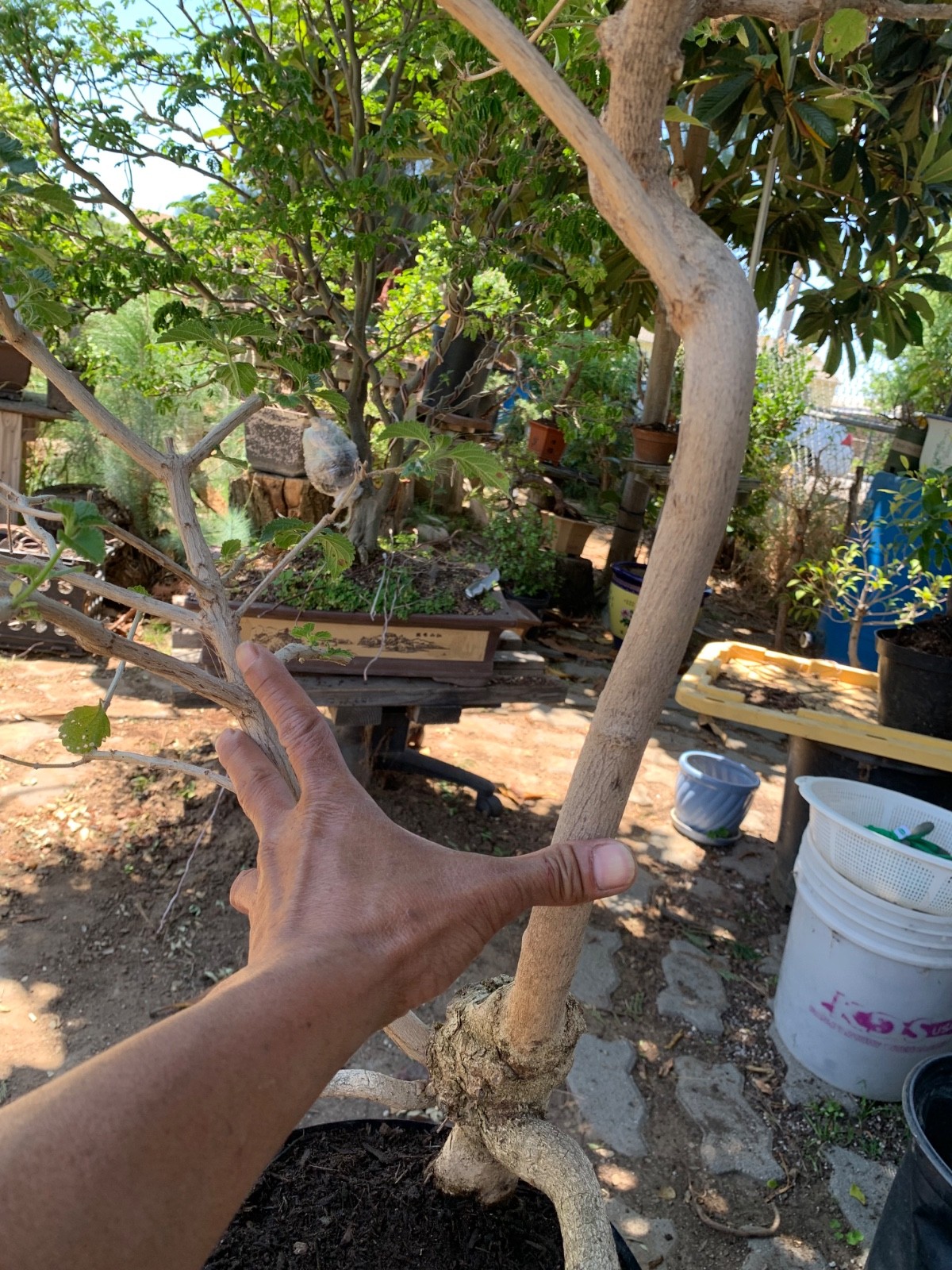 Lantana with nice trunk movement ready for Bonsai
