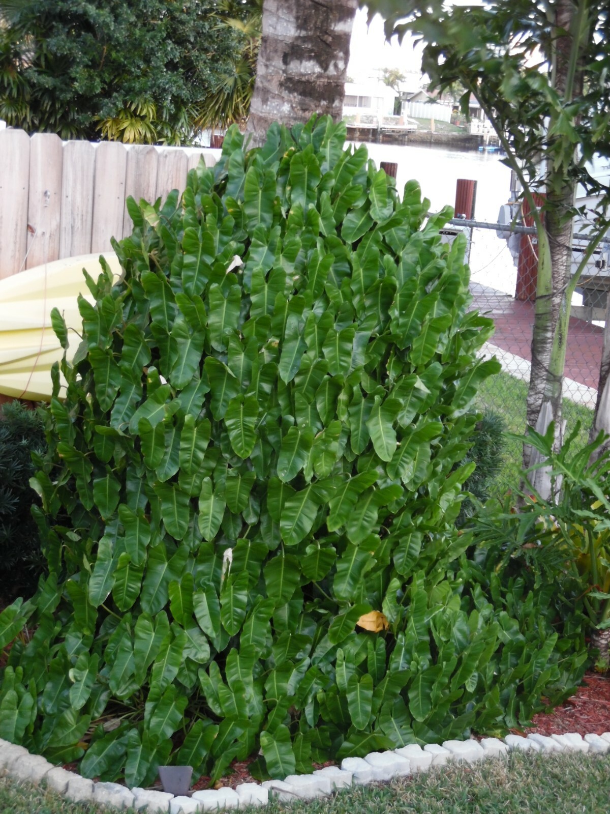 Burle Marx PHILODENDRON one tropical plant clipping
