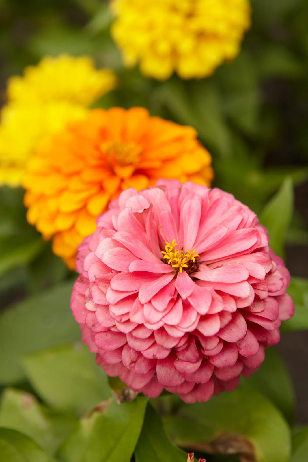 California Giant Mix Zinnia Seeds | Huge Rainbow Multi Colorful Flower Seed 2024