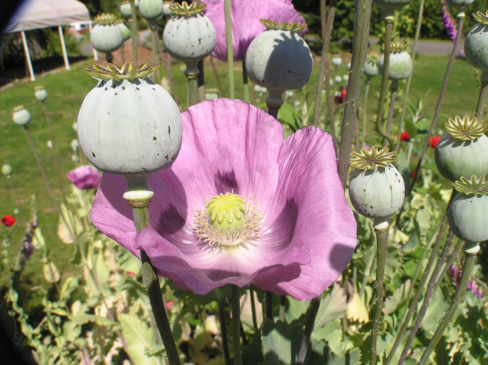Tazzy Purple Poppy Som Seeds 2000+ *Shelley aka PoppyQueen👑