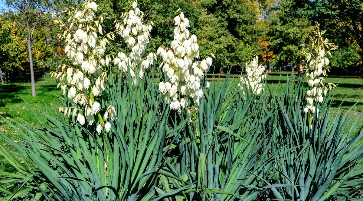 1 Yucca/adam’s needle Plant 9-12 Inches Tall Plants are dug up Fresh Bare Root