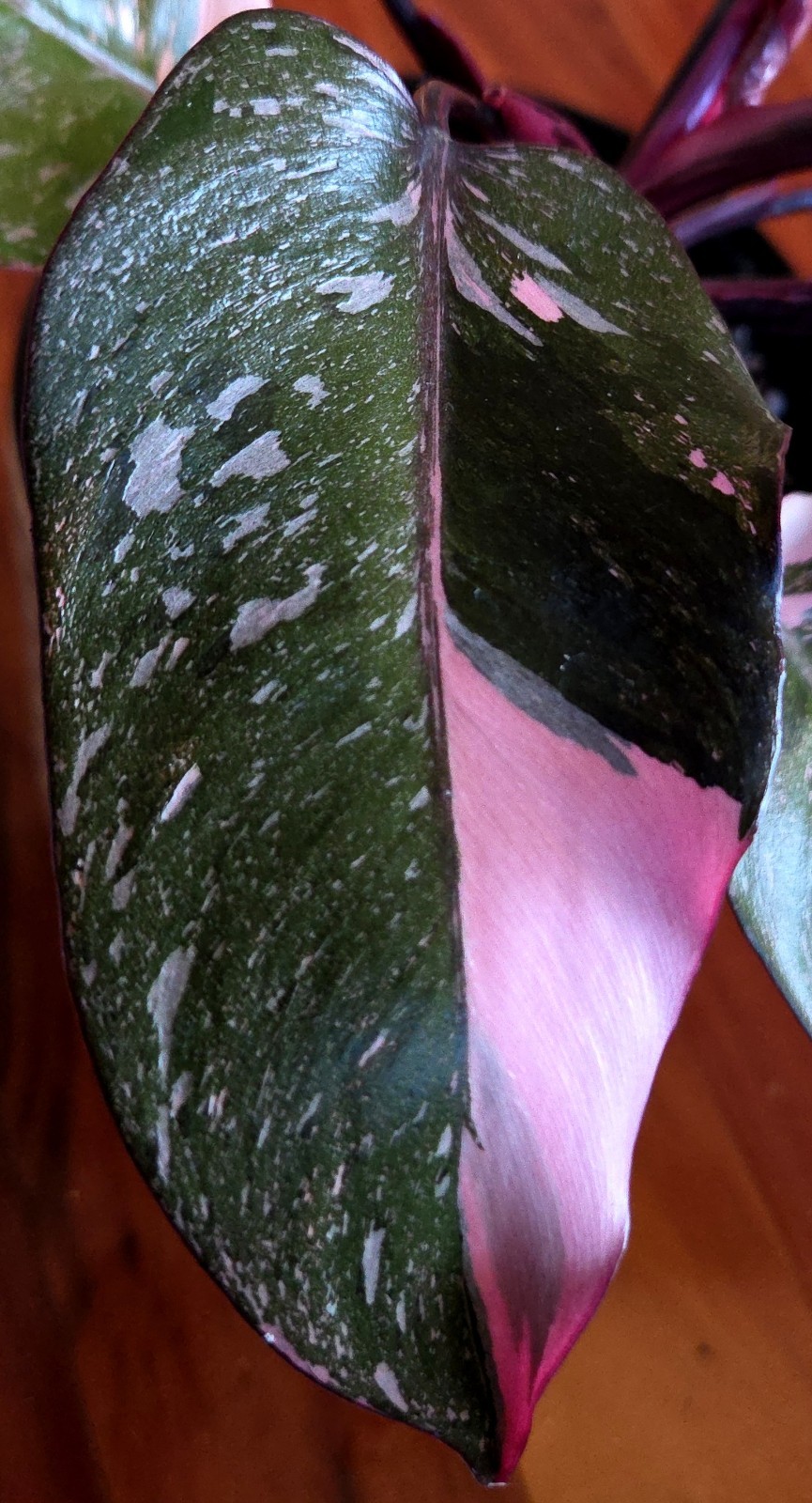 Rare Philodendron Dark Scarlet Princess 12″ Tall W Pups Not Anthurium Monstera