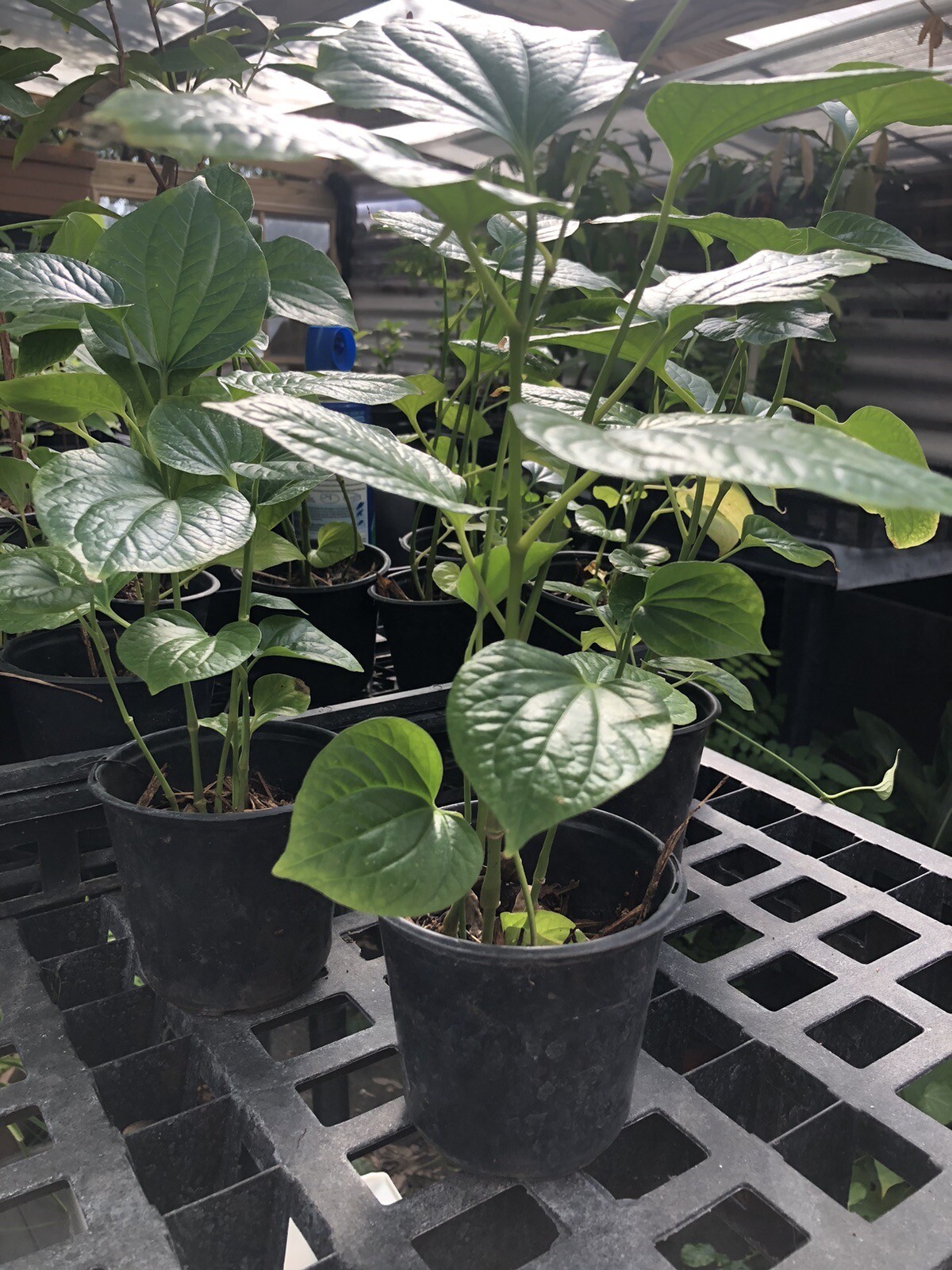 1 Pot Of Well Rooted BETEL LEAF, PEPER Paan , Piper sarmentosum, Lá Lốt, As Pics