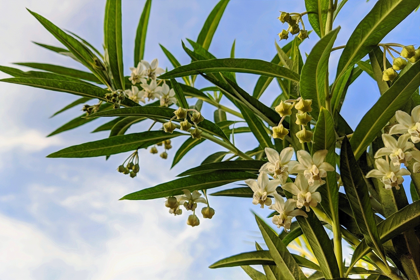 10 BALLOON MILKWEED Hairy Balls Butterfly Weed Asclepias Gomphocarpus Physocarpu