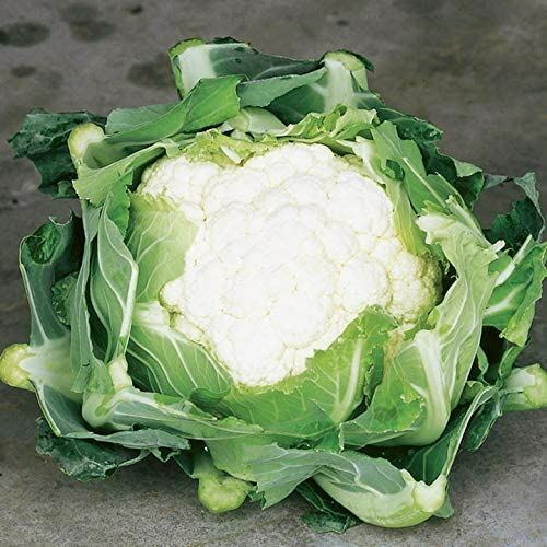 Cauliflower Seeds- Snowball Y Cauliflower Seeds ,”COOL BEANS N SPROUTS” Brand. H