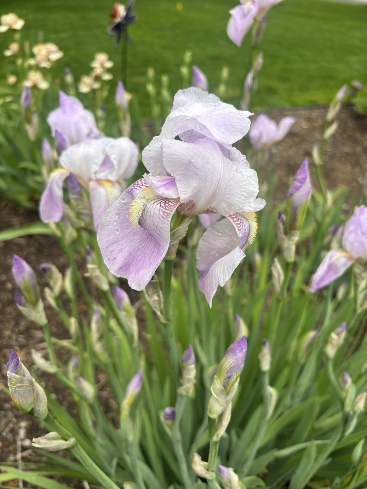 3 Tall Purple Bearded Iris Rhizomes Perennial (4ft.)