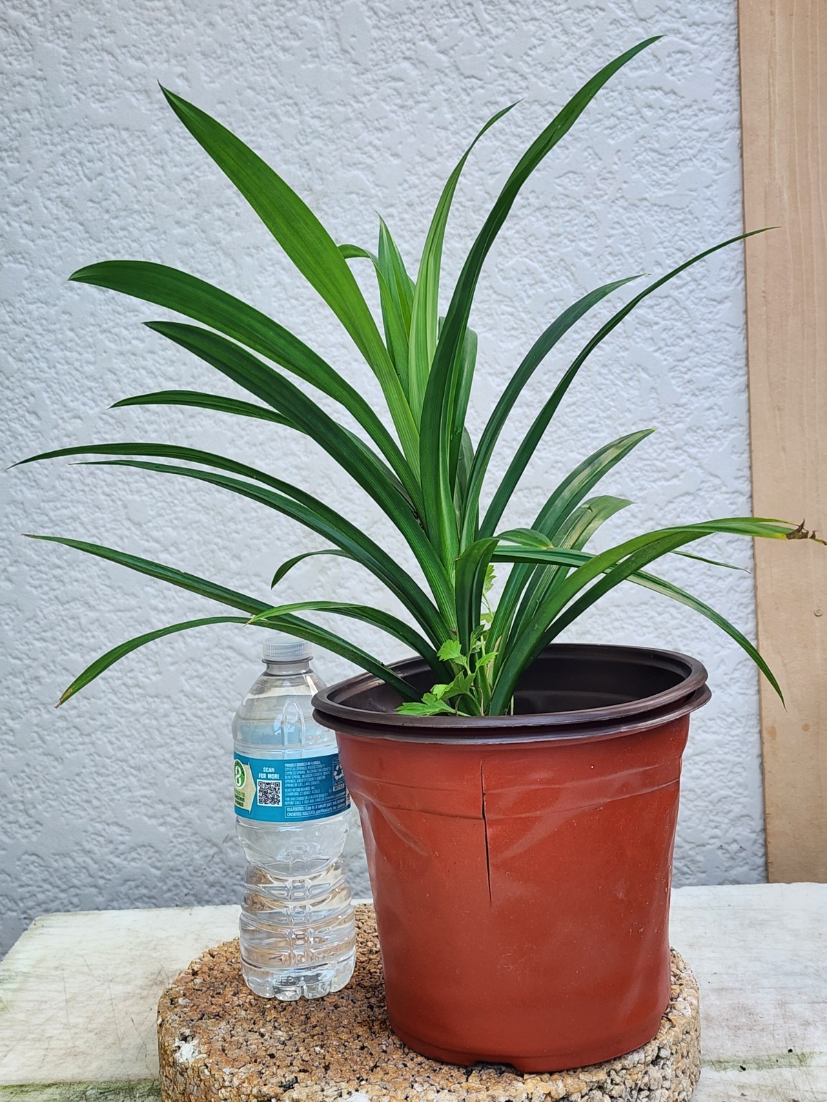 1 Live Pandan Leaf tree With Roots 15-17 Inches (lá Dứa – Planta de Pandan).