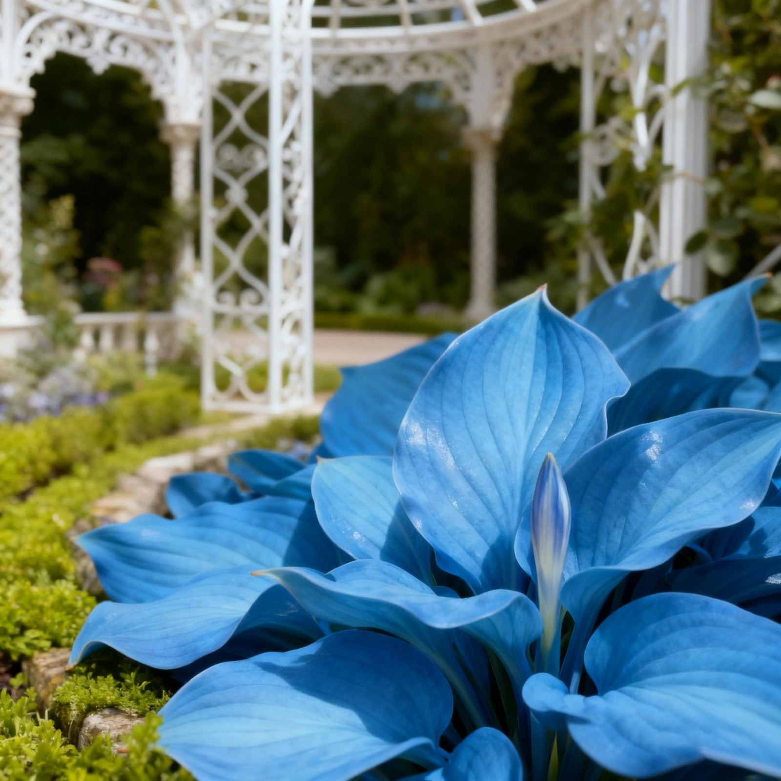 200+ Hosta Seeds for Planting, Mixed Color Perennial Seed, Mix