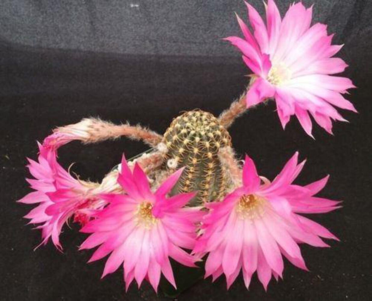 Lobivia winteriana cactus Cacti Succulent real live plant