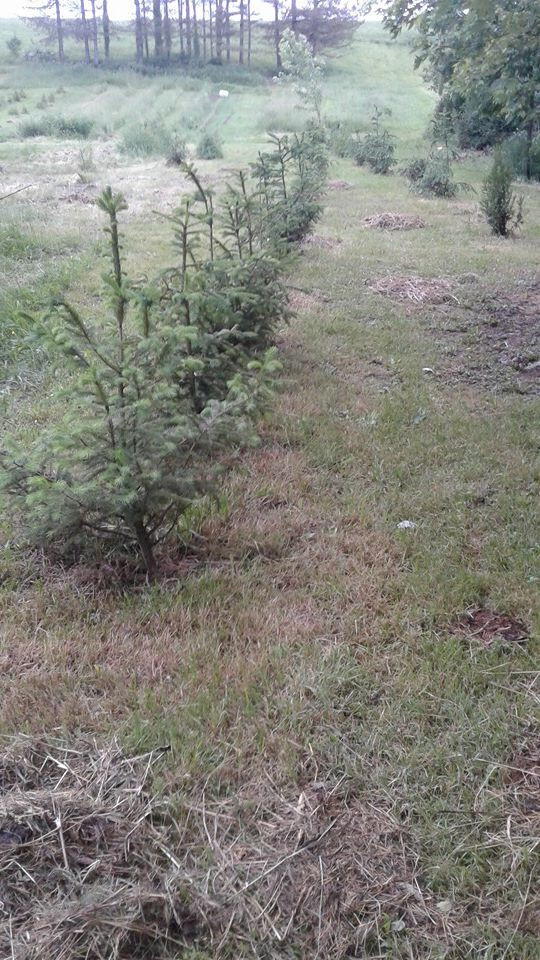 Fast Gorwing NORWAY SPRUCE 16″-24″ TALL Transplants Lot of ~3~ Ships Fall 2024