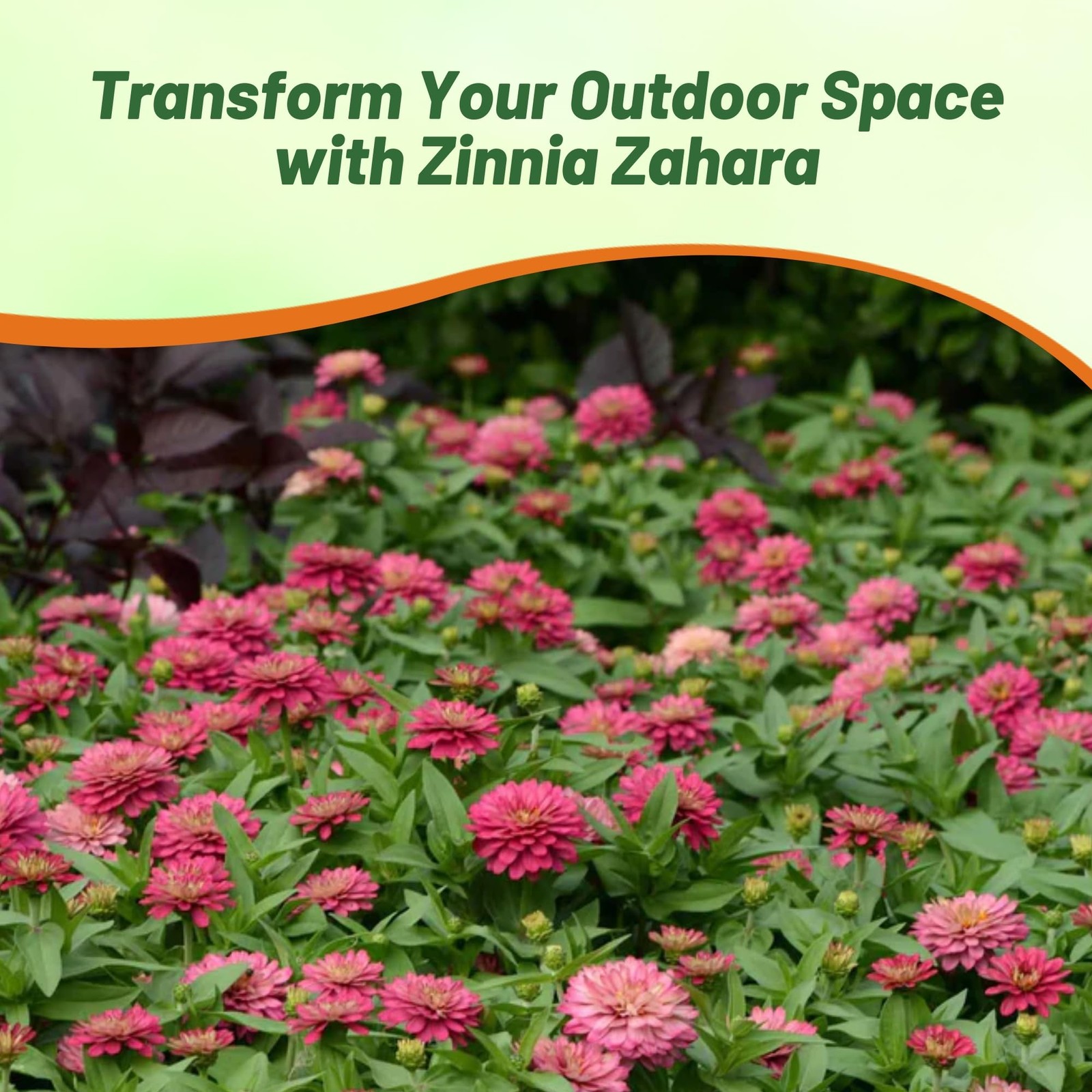 Outsidepride Zahara Double Salmon Zinnia Seeds – 50 50 Seeds,