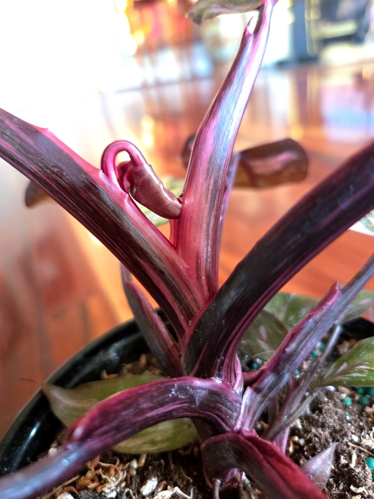 Rare Philodendron Dark Scarlet Princess 12″ Tall W Pups Not Anthurium Monstera