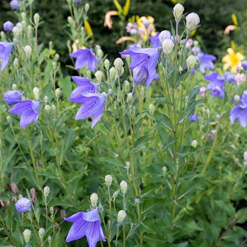 60 seeds| Blue Balloon Flower (Platycodon grandiflorus) Perennial seeds #6005