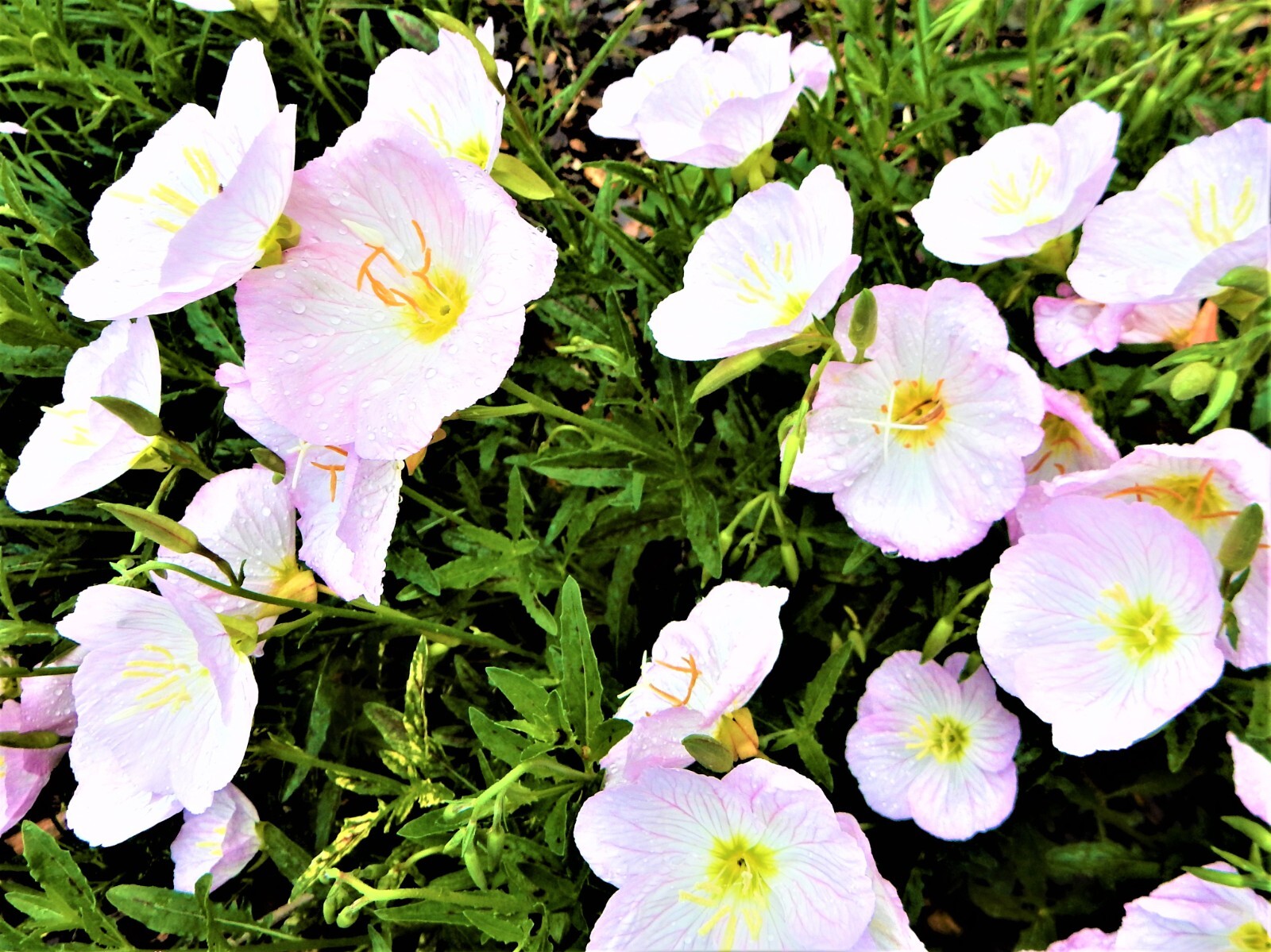 BUY 3 GET 1 FREE – Showy Pink Evening Primrose (Oenothera Speciosa) – 10 Plants