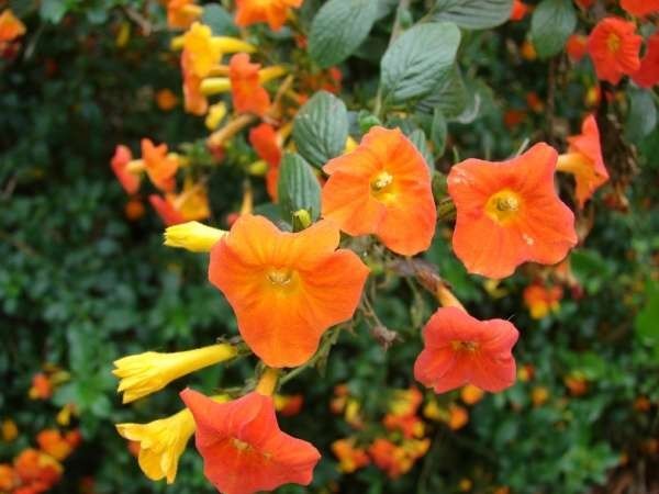 Streptosolen jamesonii | Marmalade Bush | Orange Browallia |Firebush | 20_Seeds