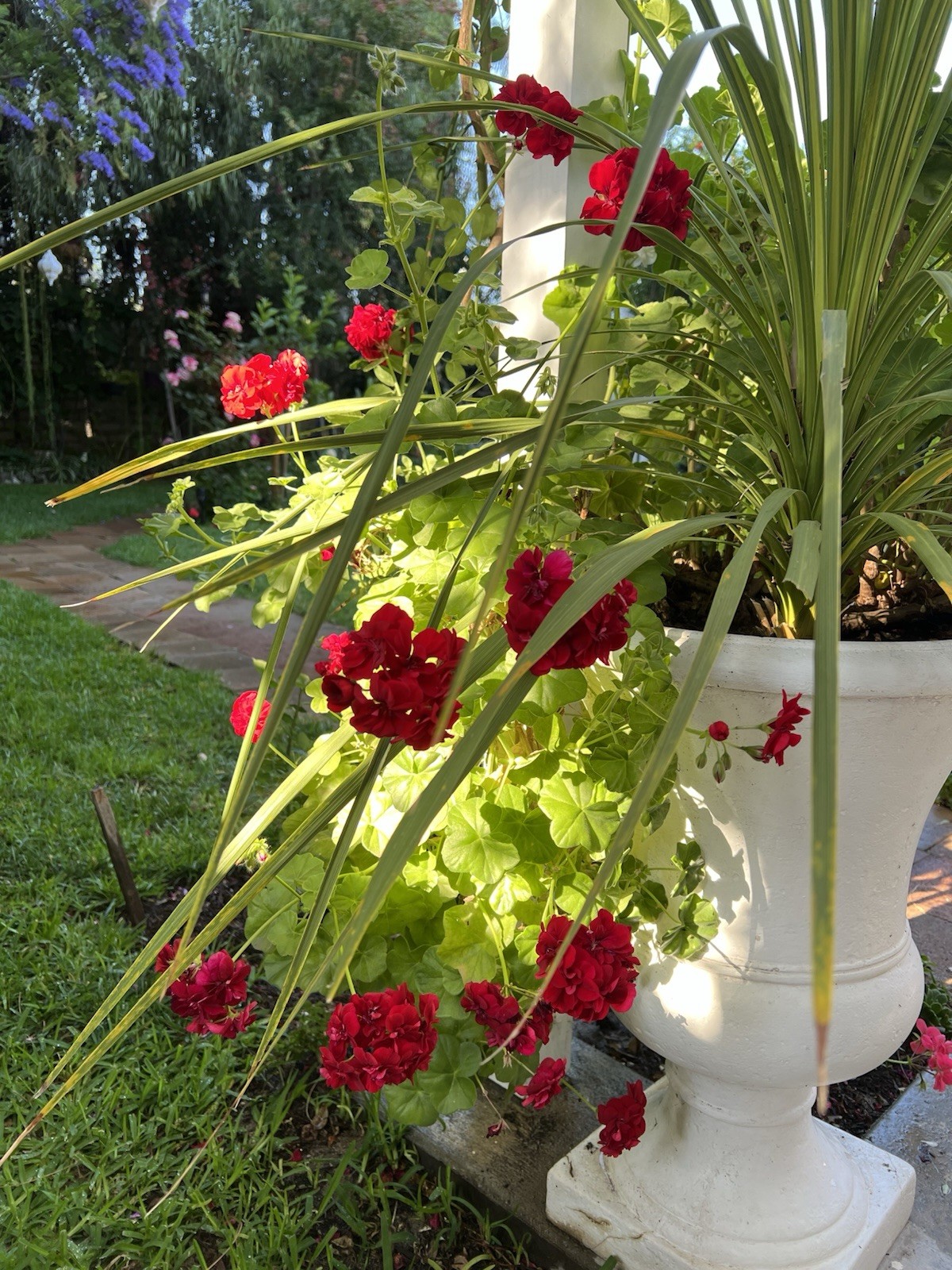 5 Cuttings True Red Ivy ‘Geranium’ Pelargonium 6″