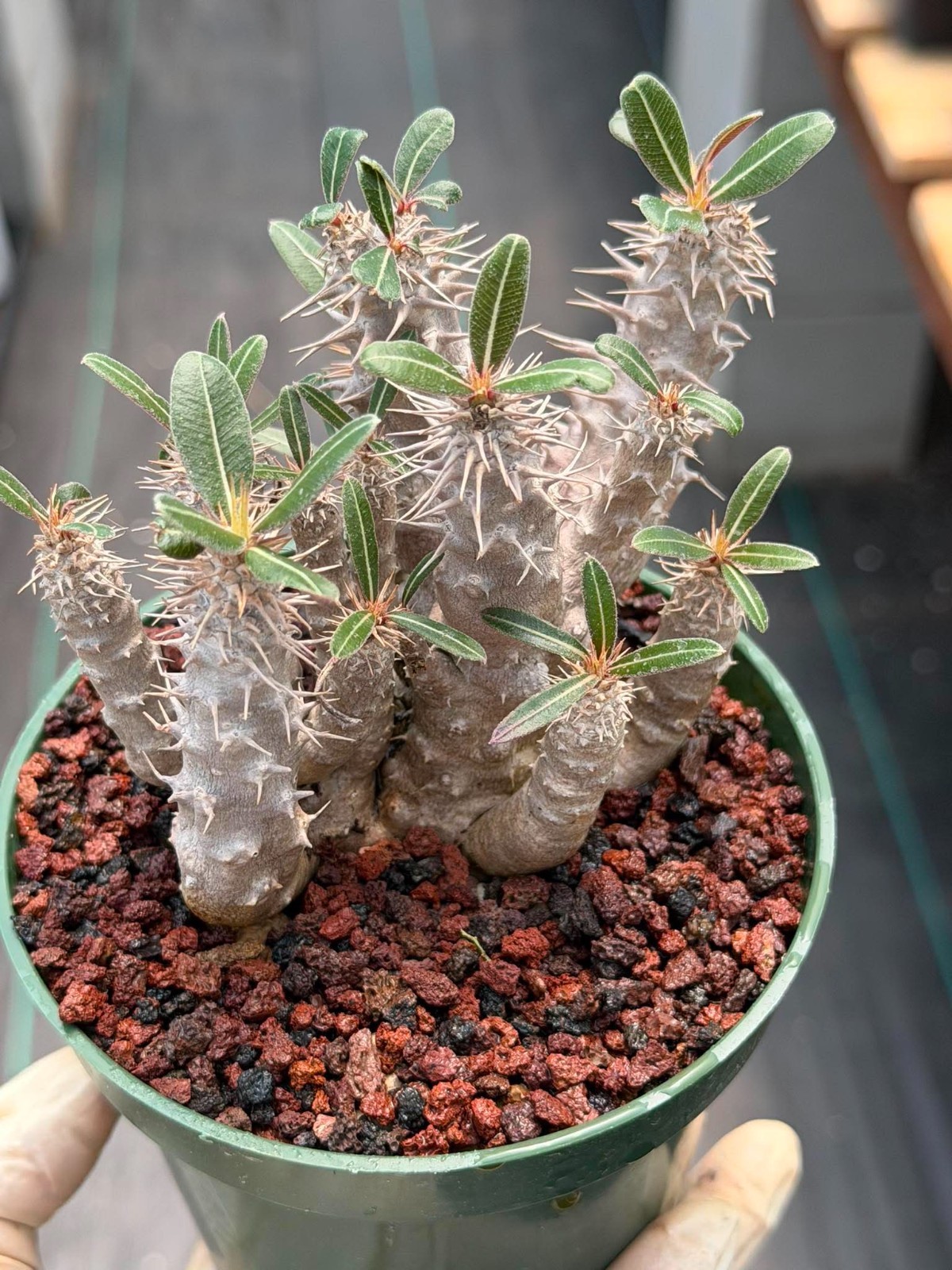 Pachypodium Rosulatum – Rare Succulent Caudex Plant – Live Collectors Specimen