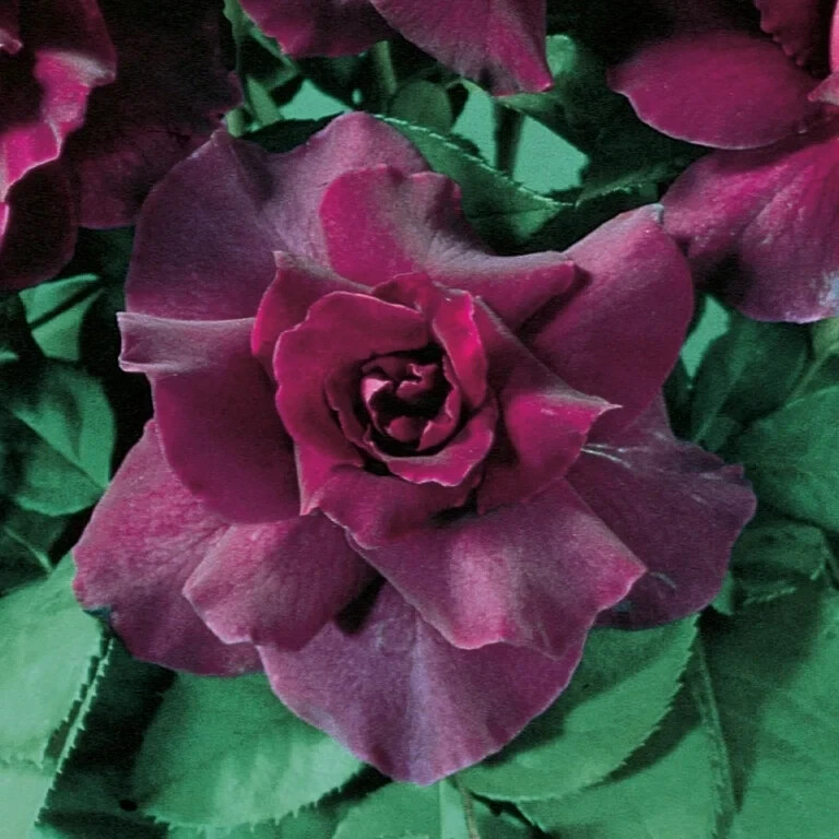 Very Fragrant Rosa Intrique Reblooming Bush Rose – 3 cuttins 6-8″ L