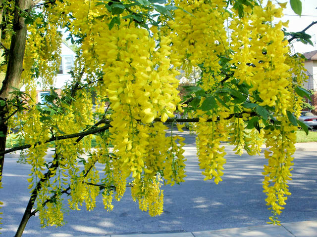 GOLDEN CHAIN TREE 50 SEEDS, HARDY, FAST GROWING TREE. LABURNUM ANAGYROIDES