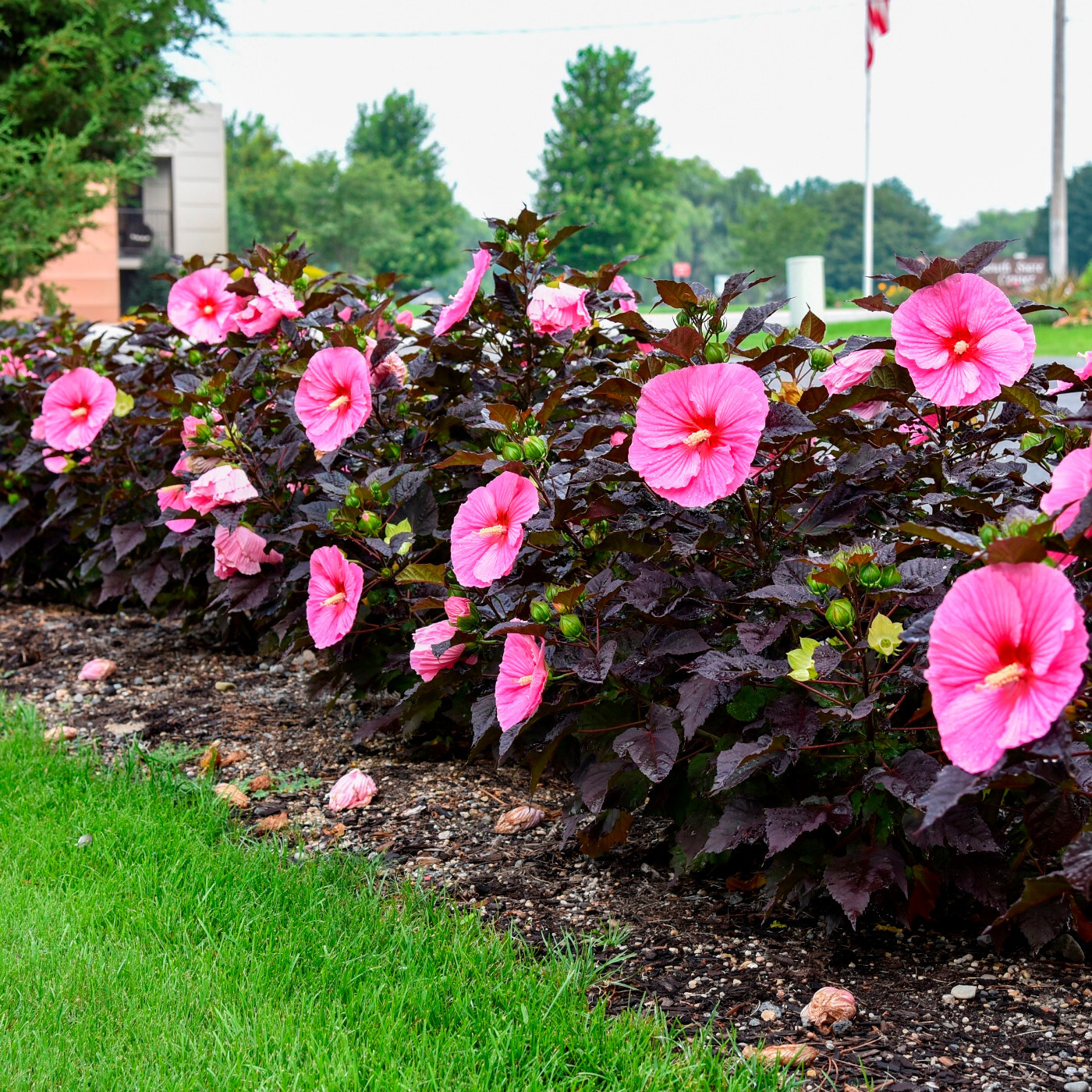 bush hibiscus EDGE OF NIGHT pink dark hardy 2.5″ pot = 1 Live Potted Plant