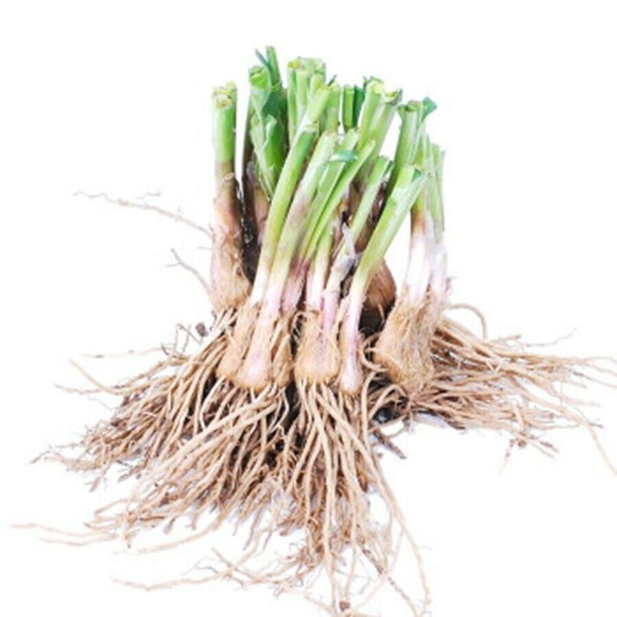 20 Organics Garlic Chives Live Plant Bare Roots Hardy Perennial Herb in USA